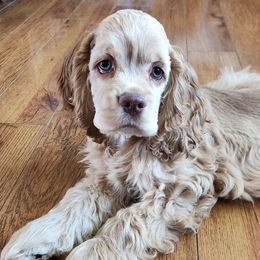Oakley - Cocker Spaniel
