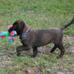 Belgian Malinois and German Shepherd Puppies from Debby Sundstrom