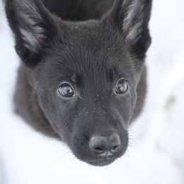 Tan Male - German Shepherd puppy from Nine Realms German Shepherds