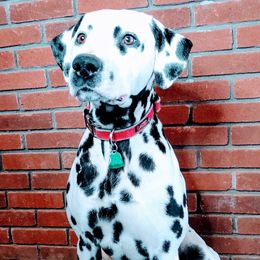 Maximus - Dalmatian