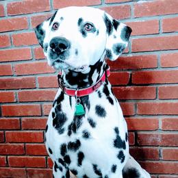 Maximus - Dalmatian