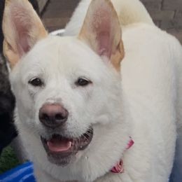 Kuma - Akita