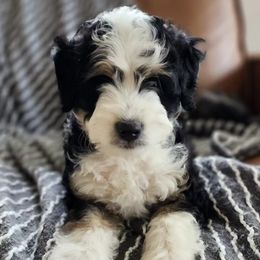 Bernedoodles and Sheepadoodles from Salt & Snow Pups