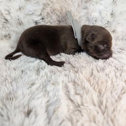 Scar - Red tri male Miniature Australian Shepherd puppy in Bend, Oregon from Wonderland Aussies