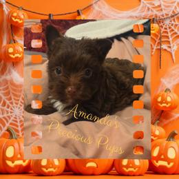 Kyko - Liver male Yorkshire Terrier puppy in Wartburg, Tennessee from Amanda's Precious Pups