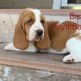 Biscotti - Red and white female Basset Hound puppy in Sidney, Nebraska from Royal Baez Basset