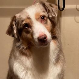 Berry - Miniature American Shepherd