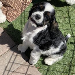 Cocker Spaniel Puppies from Gypsyrose Cockers