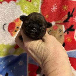 Boy 2 - Red male Shih Tzu puppy in Sharon, Pennsylvania from Keystone Danes and Shih tzus