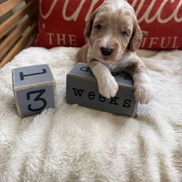 Davy aka Green Collar - Apricot male Goldendoodle puppy in Portland, Tennessee from Happy_Tails_by_TJ