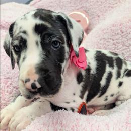 Roxanne - Harlequin female Great Dane puppy in Brooksville, Florida from Follow My Lead Great Danes