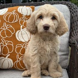 Wilson Family's Eagle - Cream male Goldendoodle puppy in Norman, Oklahoma from Wilson Family Companions