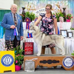 Siberian Huskies from Howling Winds Siberians