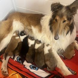 Collie Puppies from Jolly Collies