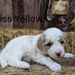 Miss Yellow - Parti female Goldendoodle puppy in Lebanon, Pennsylvania from Robertson's Retrievers and Doodles