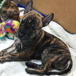 Vietnamese Phu Quoc Ridgeback Puppies from Vietnamese Phu Quoc Ridgeback Dogs of Southern California