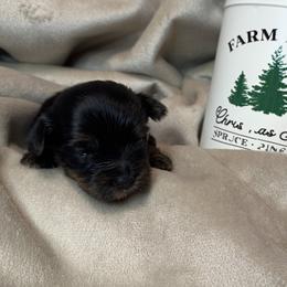 Boy 3 - male Yorkshire Terrier puppy in Goode, Virginia from Glass Hill Yorkies
