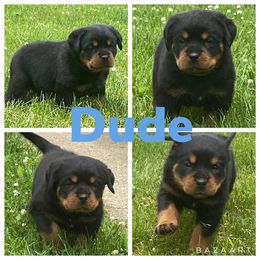Rottweiler Puppies from Vom Jager Haus Rottweilers