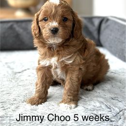 Boy 3 - Red Cavapoo puppy in Aiken, South Carolina from Cavapoos of the Carolinas