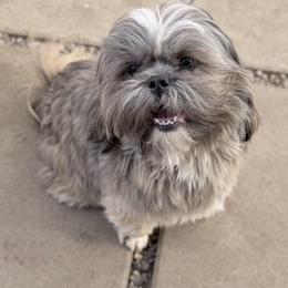 Brian - Brindle male Shih Tzu puppy in Victorville, California from RUMBLE n TUMBLE
