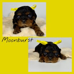 Moonburst - Black and tan male Cavalier King Charles Spaniel puppy in De Pere, Wisconsin from Rose Garden Kennels