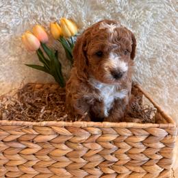 Devon - Red  male Goldendoodle puppy in Bucyrus, Missouri from Hill Top Pomskies