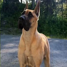 Great Danes from Great Alaskan Danes