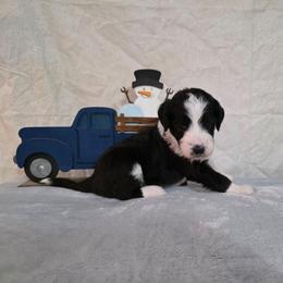 Eve - Black and white female Sheepadoodle puppy in Weatherford, Texas from Oodles of poodles and doodles