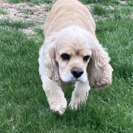 Dexter - Cocker Spaniel