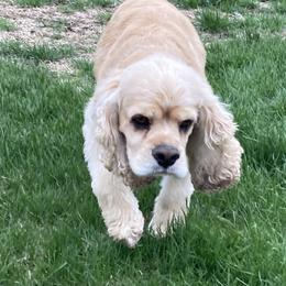 Dexter - Cocker Spaniel