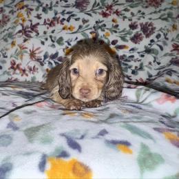 Lucy AKC (parents embark tested) - Cream female Dachshund puppy in Magnolia, Texas from J&R Macias Dachshunds