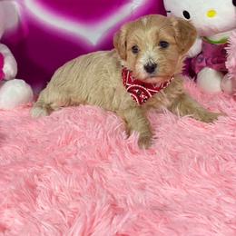 King - White and tan male Morkie puppy in Davie, Florida from Sweet Peluditos