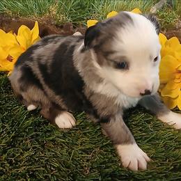 Tornado - Blue merle male Miniature Australian Shepherd puppy in Penn Valley, California from Ghostfire Mini Aussies