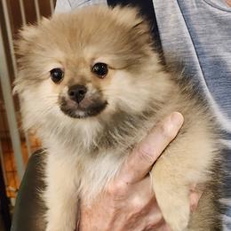 Girl 4 - Cream sable female Pomeranian puppy in Turnersville, New Jersey from MK Exquisite Poms
