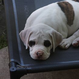 American Bulldog Puppies from Ferocia Kennels