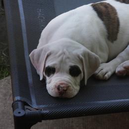 American Bulldog Puppies from Ferocia Kennels