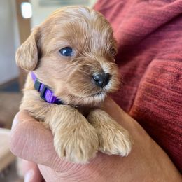 Cavapoo Puppies from Cavapoo Cuddles