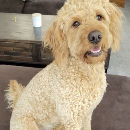 Goldendoodles from Tonya's Goldendoodles