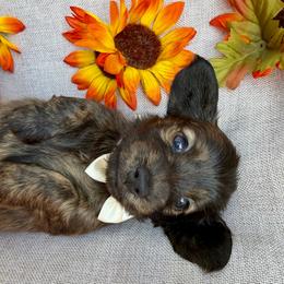Sequoia - Brindle male Dachshund puppy in Michigan from Hidden Haven Dachshunds