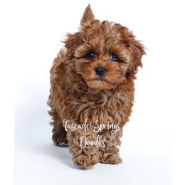 Bernedoodle and Cavapoo Puppies from Cascade Springs Doodles