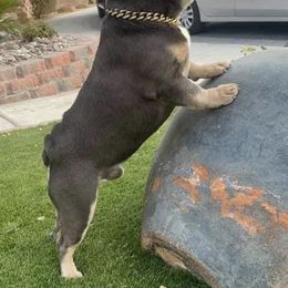 French Bulldog All Grown Up from Sweetheart French Bulldogs