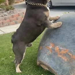 French Bulldog All Grown Up from Sweetheart French Bulldogs