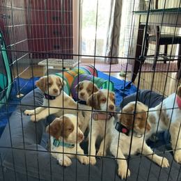 Brittany Puppies from Habig’s Brittany