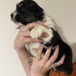 Legend - Black tri-color male Australian Shepherd puppy in Weeki Wachee, Florida from Ace of Spades Australian Shepherds