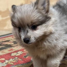 Dachshunds and Pomeranians from Thea's Puppies