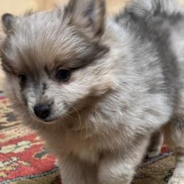 Dachshunds and Pomeranians from Thea's Puppies