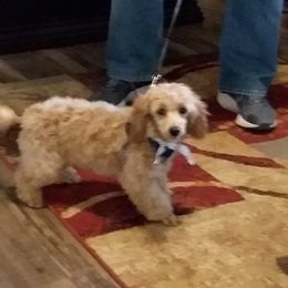 Mini Max  - Poodle