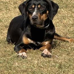 Jak - Catahoula Leopard Dog
