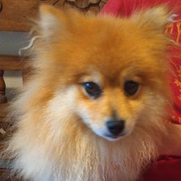 Pomeranian puppies from Johnny's Pets