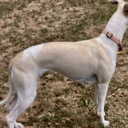 Chiquitita - Whippet